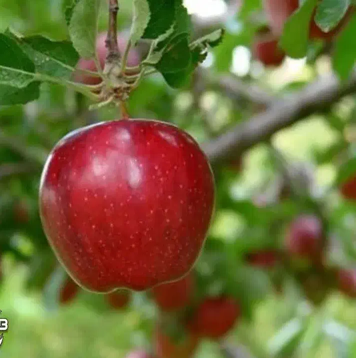 پیشفروش با شرایط چک نهال سیب قرمز مراغه|خدمات باغبانی و درختکاری|جلفا, |دیوار