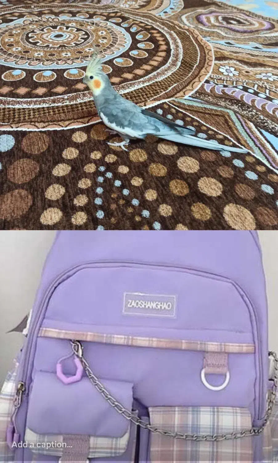 کیف سینامون|کیف، کفش، کمربند|فسا, |دیوار