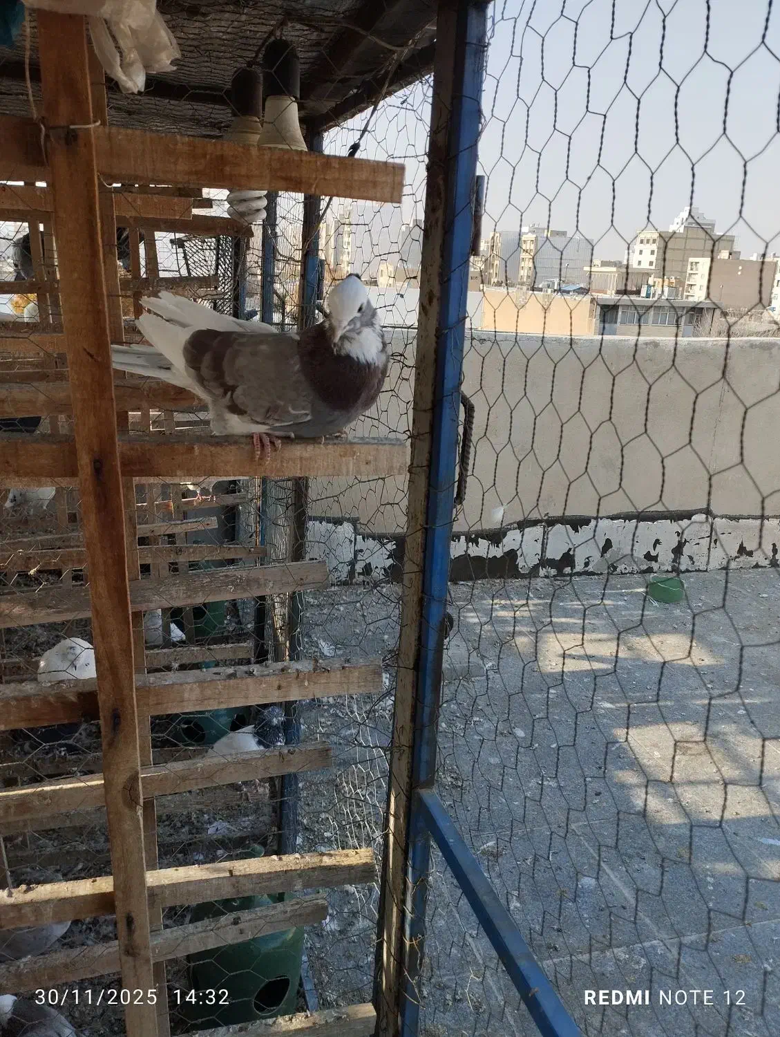 کبوتر ابلغ کاکلی زوردار|پرنده|کنگاور, |دیوار