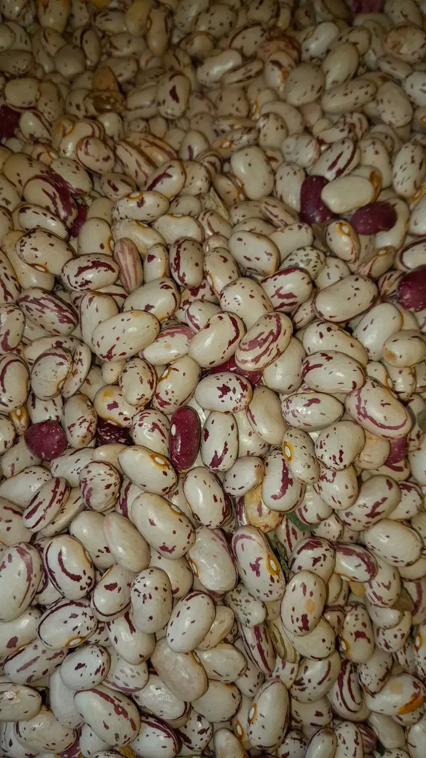 لوبیا چیتی|خوردنی و آشامیدنی|بندر گز, |دیوار