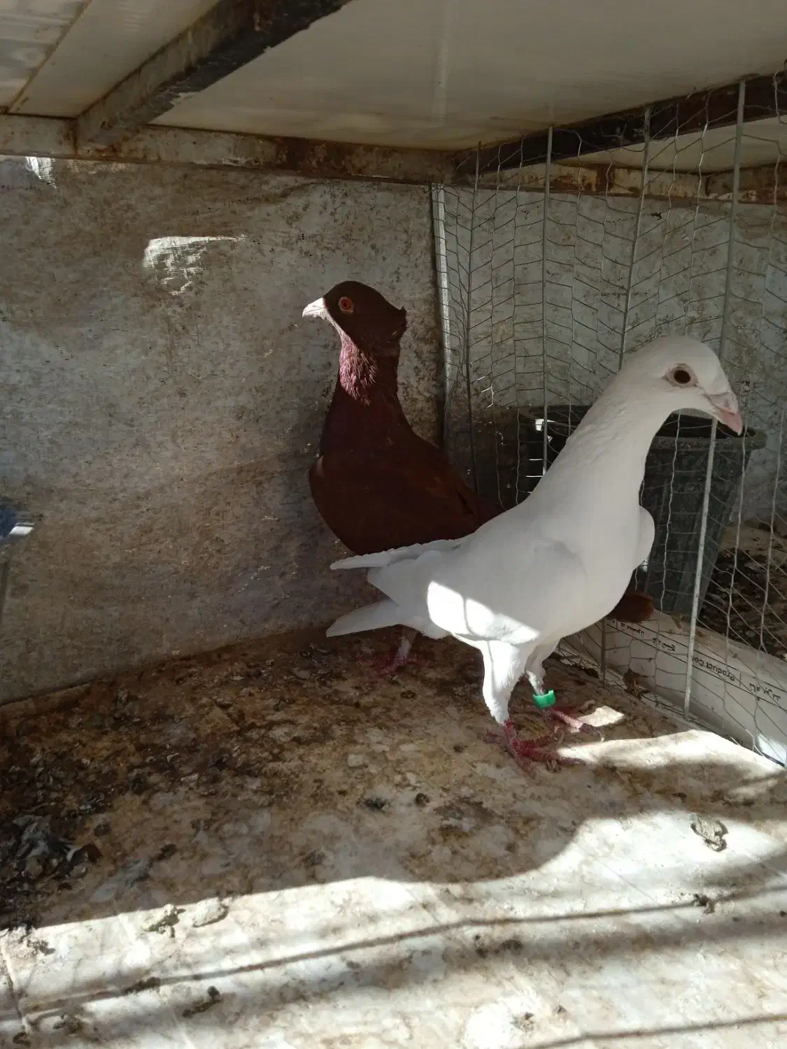 .سفید ماده تیزه کنار|پرنده|طرقبه, |دیوار