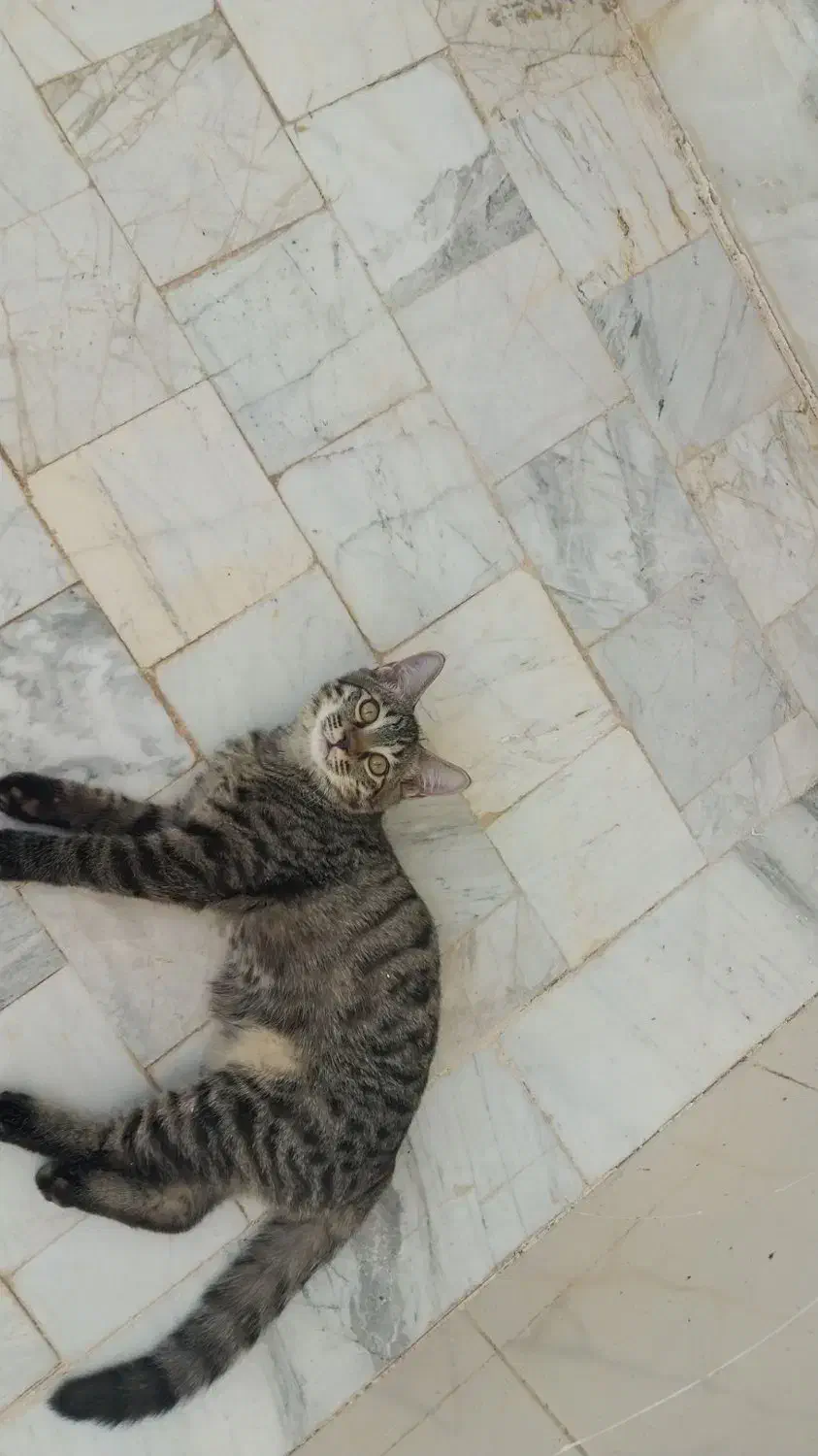 چندتا گربه رنگی با نمک که یک رگشون پرشین هست|گربه|بردسکن, |دیوار