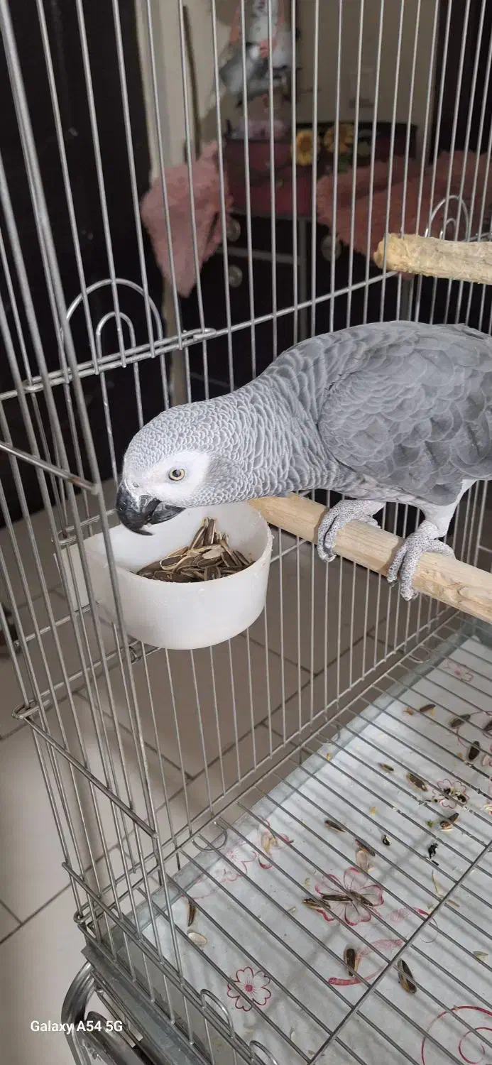 کاسکونر9ساله درشت وکشیده|پرنده|پردیس, فاز ۱۱|دیوار