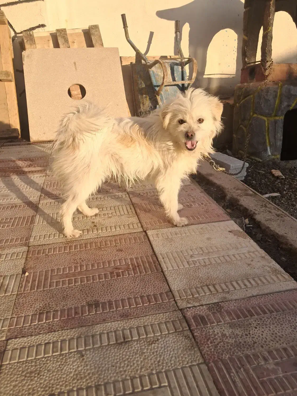 پاکوتا نر شیطون|سگ|بستان آباد, |دیوار