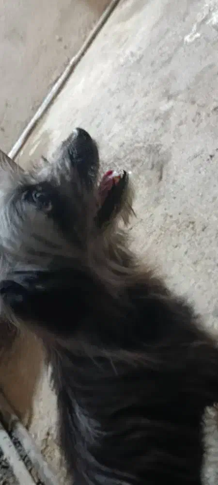 سگ تربیت شده|سگ|بندر ماهشهر, |دیوار