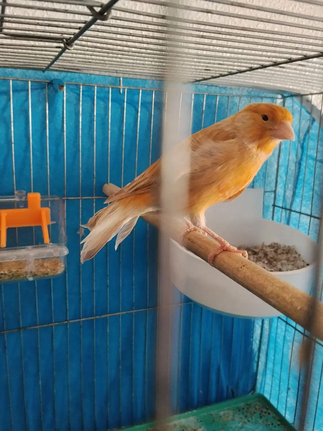 قناری|پرنده|برخوار, |دیوار