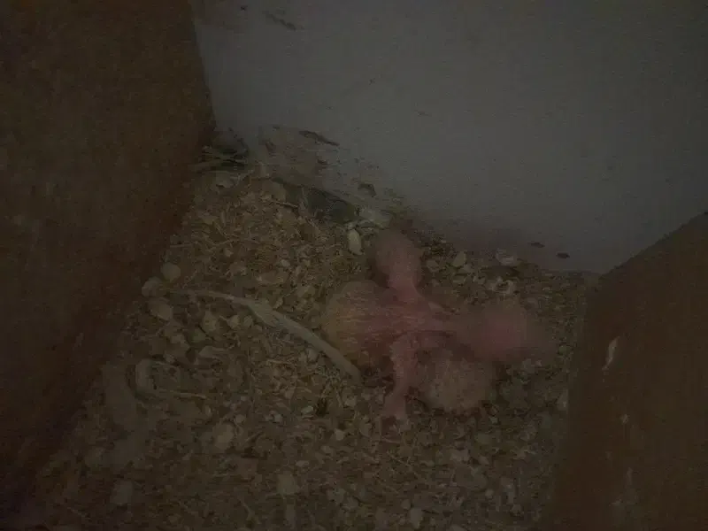 جوجه کوتوله|پرنده|تربت جام, نظامی|دیوار