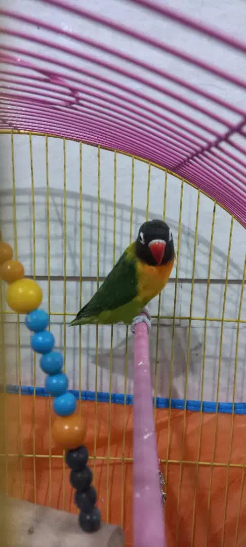 پرنده فروشی|پرنده|دزفول, |دیوار