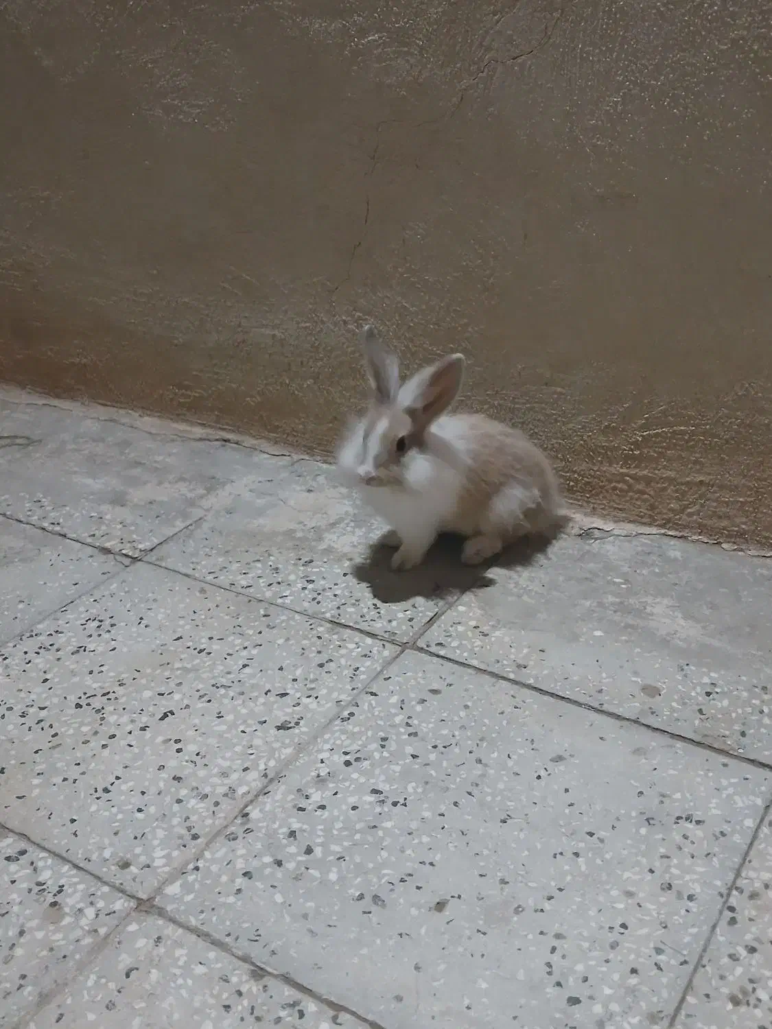 خرگوش|موش و خرگوش|سبزوار, هویزه|دیوار