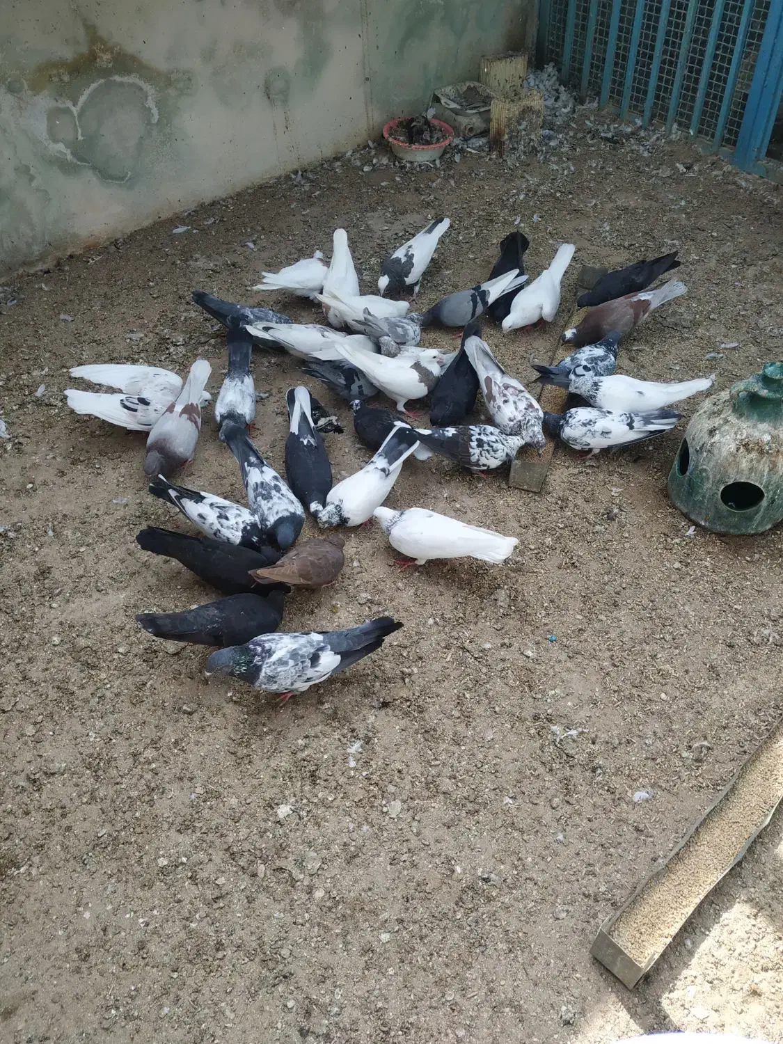 فروش کبوتر|پرنده|قشم, |دیوار