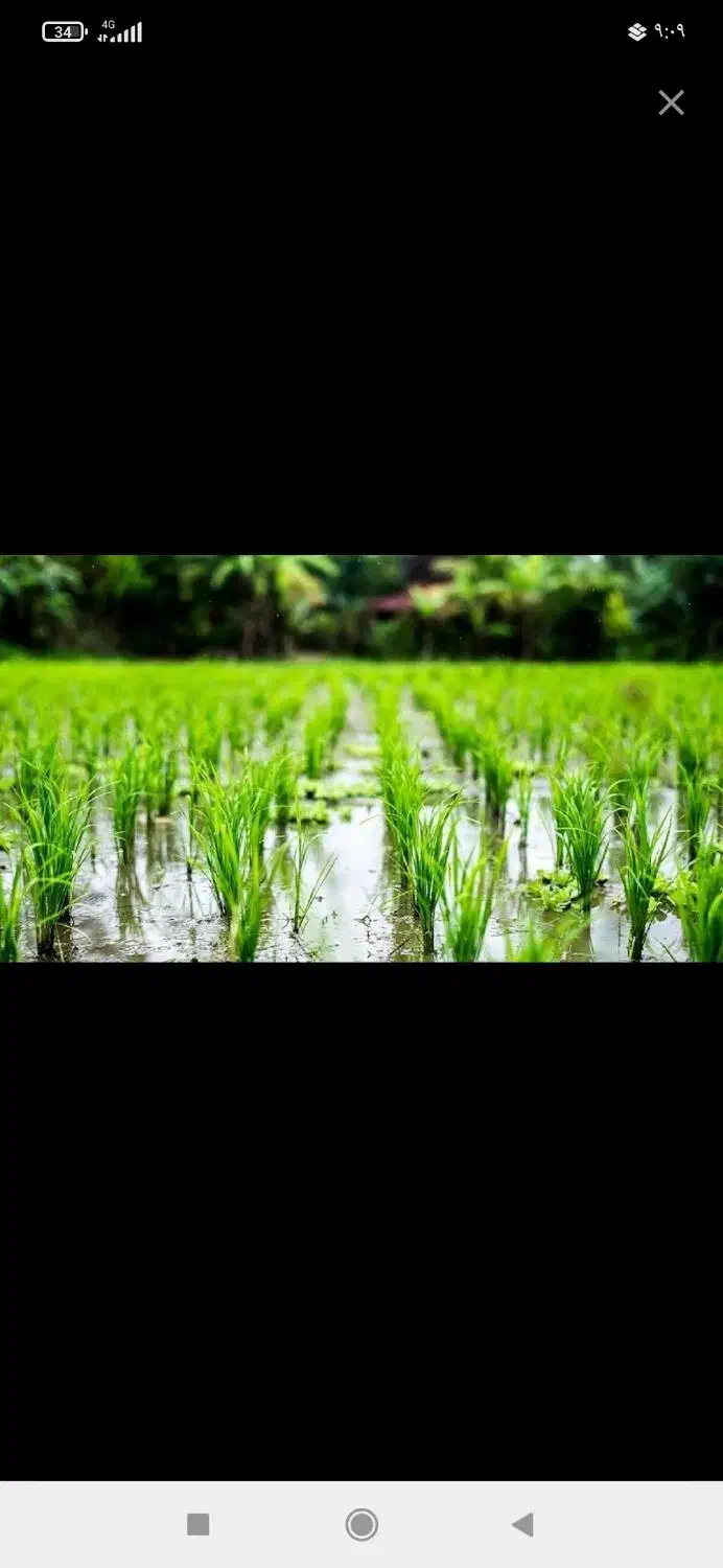 فروش زمین برنج کاری|فروش زمین و ملک کلنگی|چیتاب, |دیوار