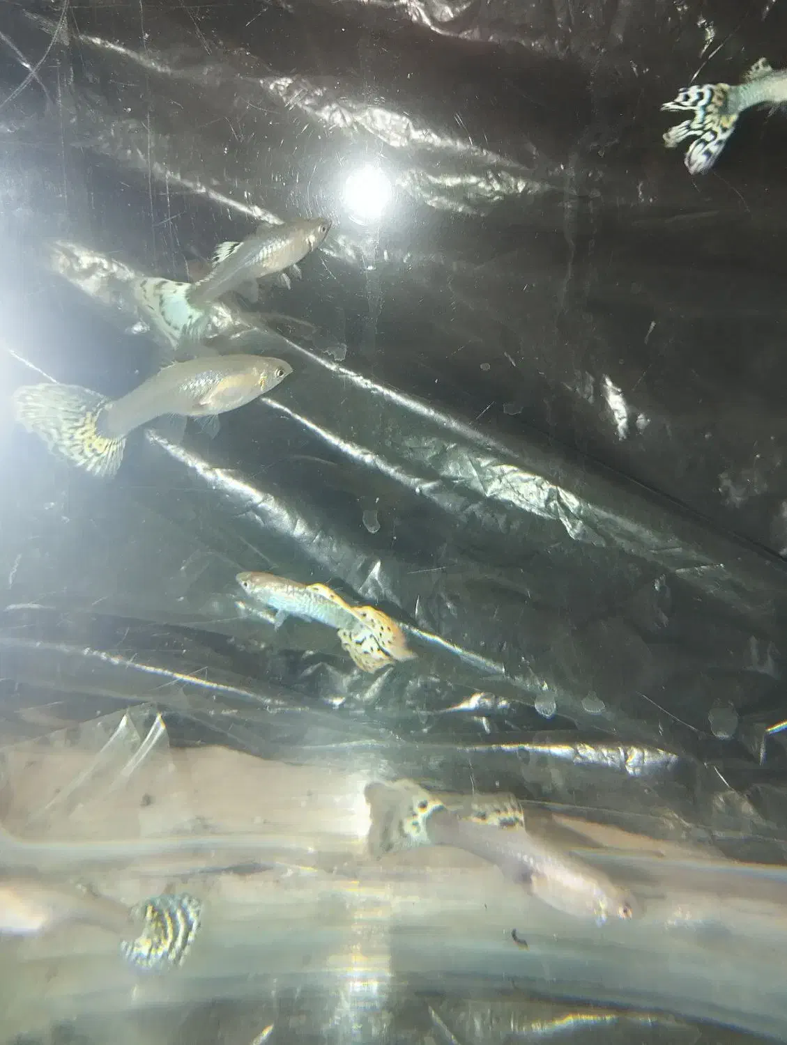 گوپی|ماهی|تربتحیدریه, باغ سلطانی|دیوار