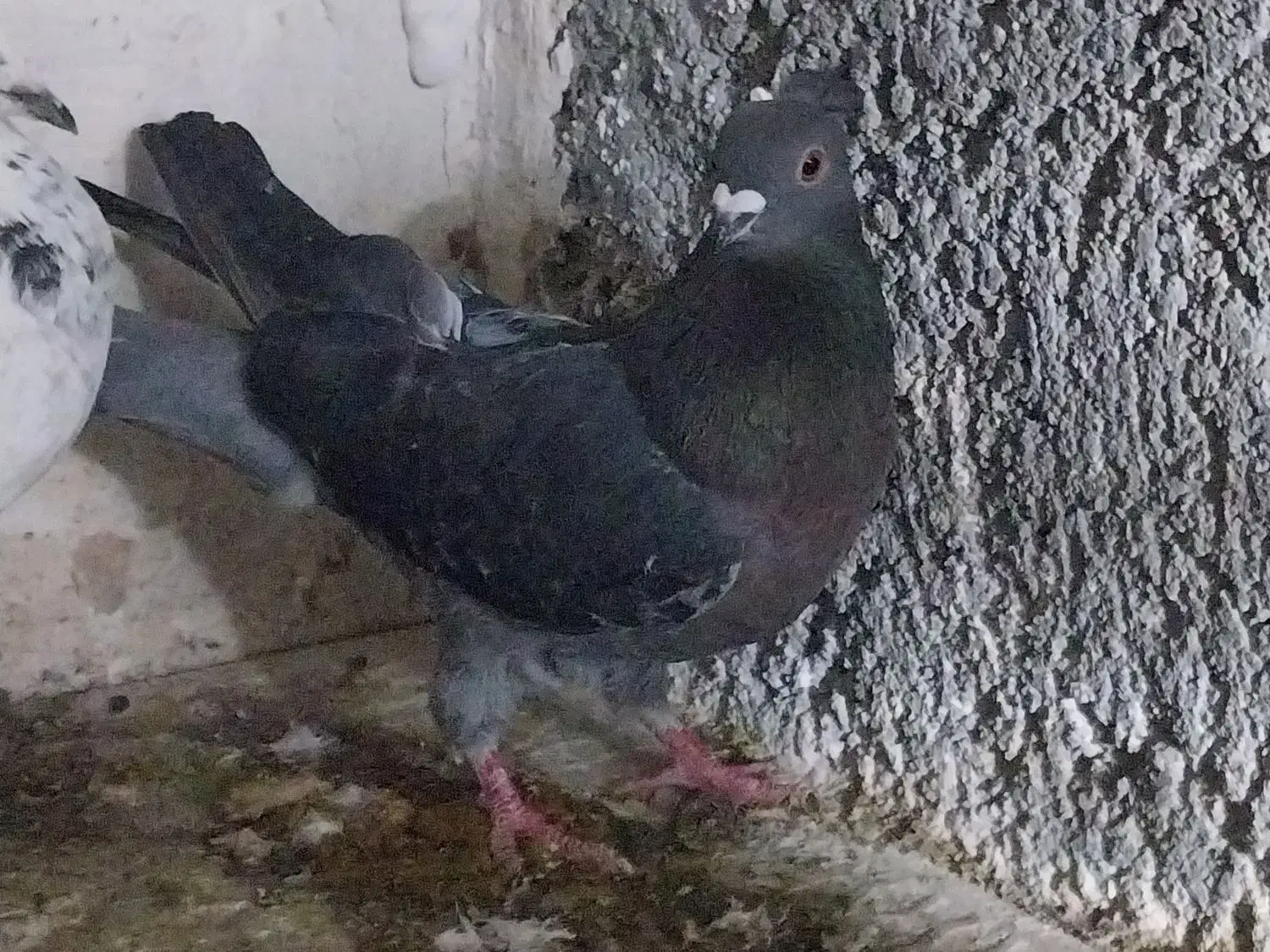 کبوتر 3 عدد|پرنده|تربت جام, والفجر|دیوار