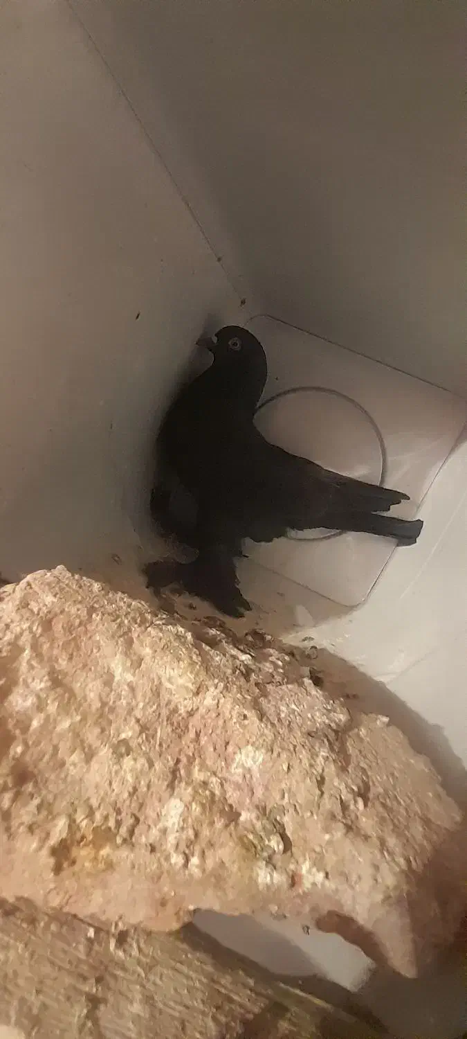 کفتر قره لوطی|پرنده|ایلخچی, |دیوار