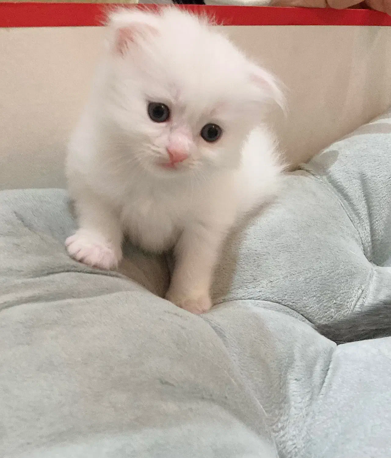 گربه اشرافی اسکاتیش|گربه|تهران, جنت‌آباد مرکزی|دیوار