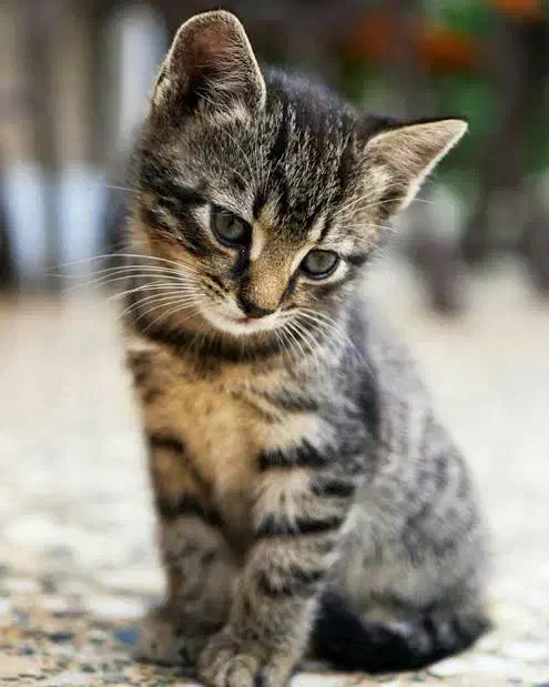 گربه گمشده|حیوانات|قم, بنیاد|دیوار