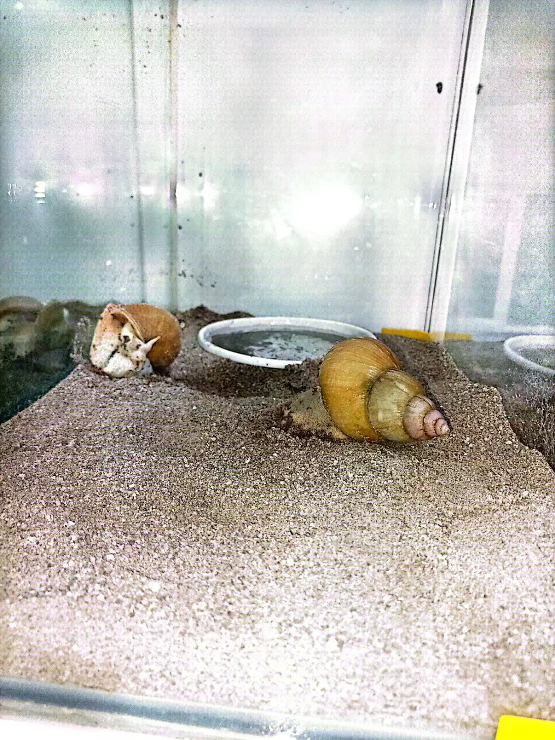 حلزون بزرگ|خزنده|بناب, |دیوار