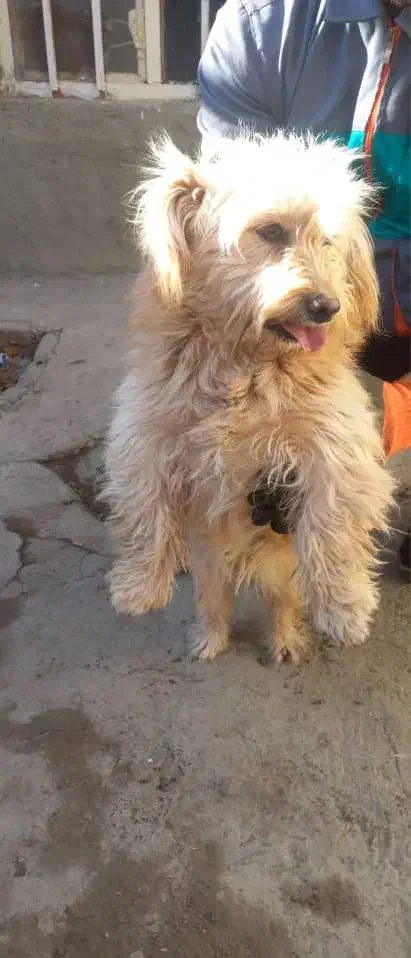 پاکوتاه شیتزو|سگ|تبریز, |دیوار