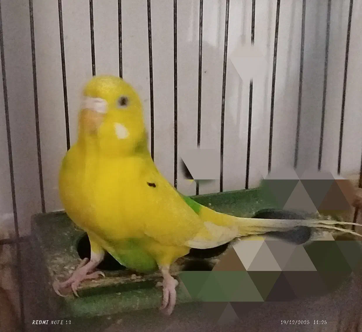 مرغ عشق|پرنده|گلستان (تهران), |دیوار