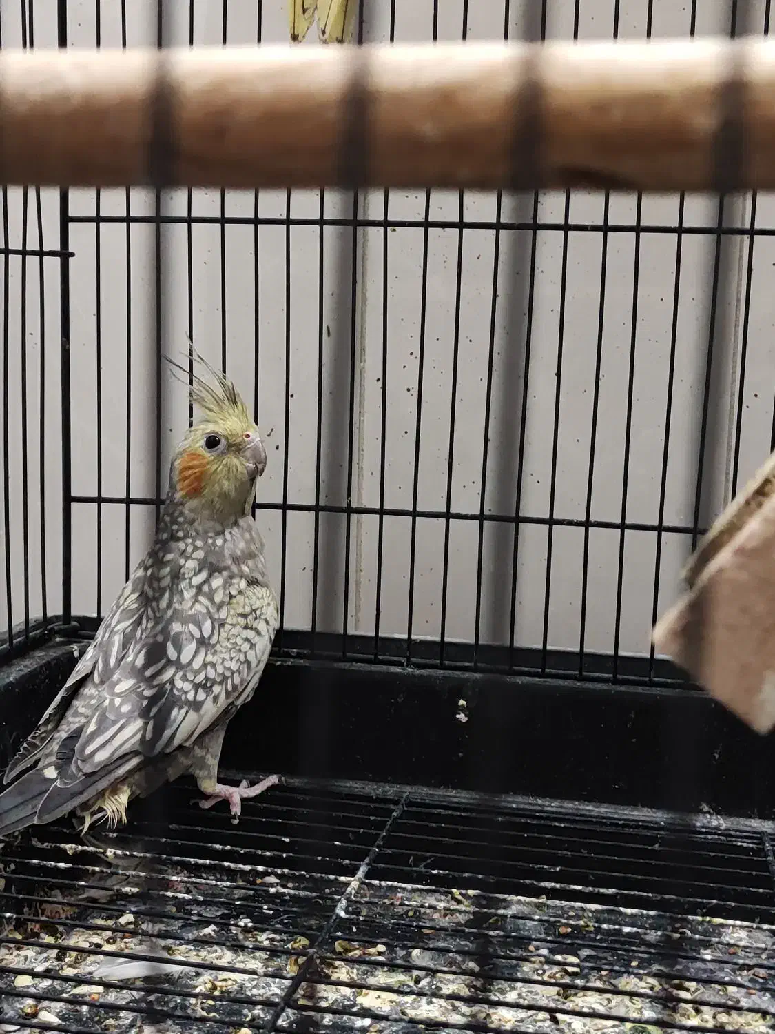 جوجه مرغ عروس|پرنده|آران و بیدگل, |دیوار