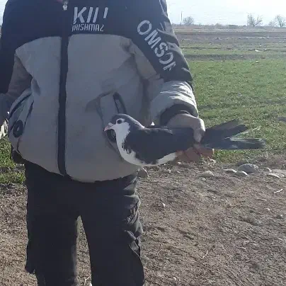 ۱۰۰۰۰|پرنده|نصر آباد, |دیوار