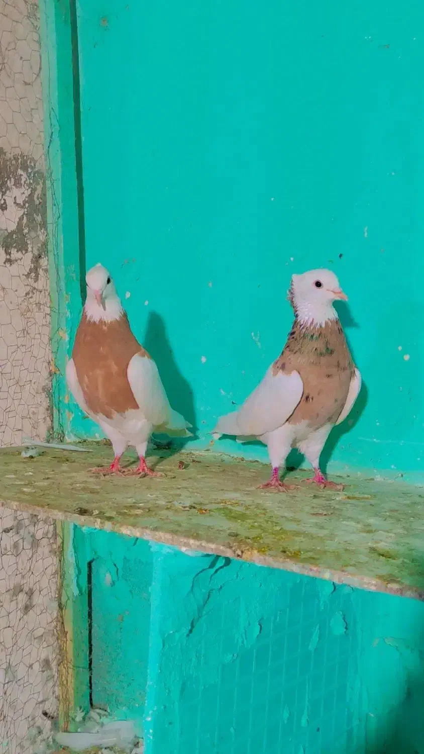 طوقی شیش دانگ و کلکسیونی|پرنده|مشهد, شهید احمدی روشن|دیوار