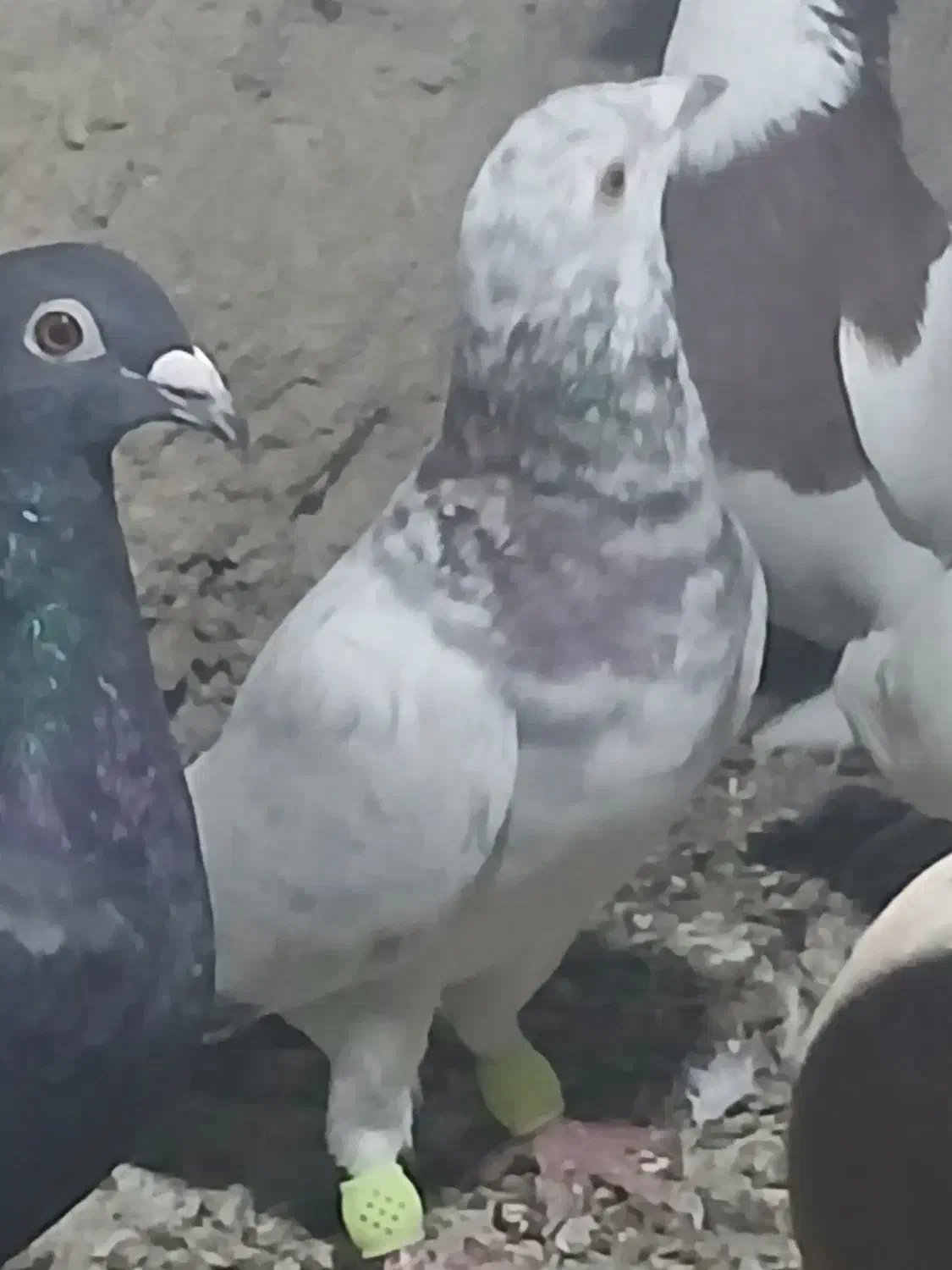 خارجی خوب|پرنده|برازجان, |دیوار