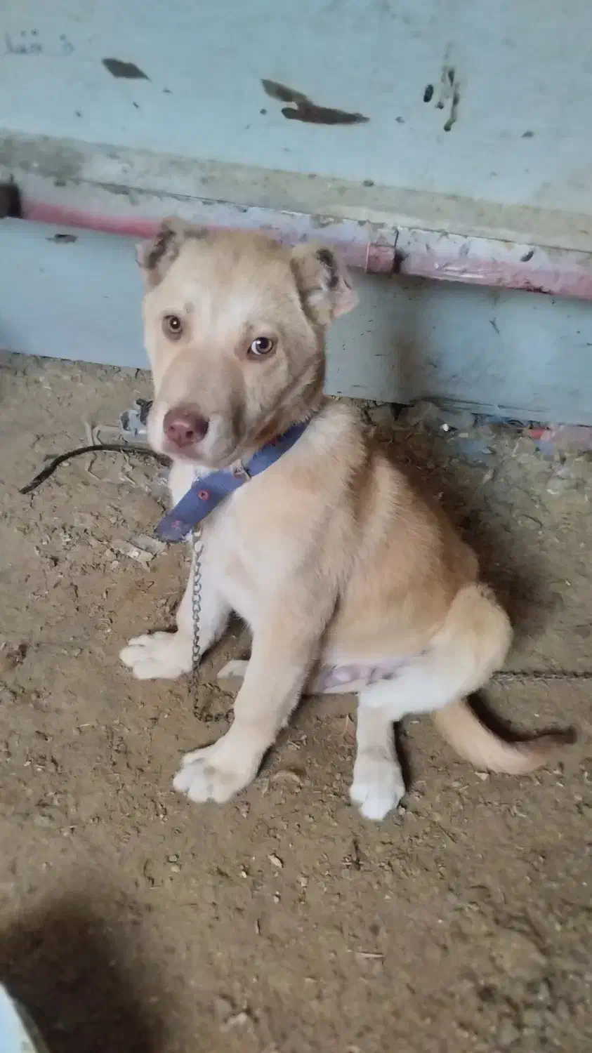 توله سگ|سگ|تایباد, |دیوار