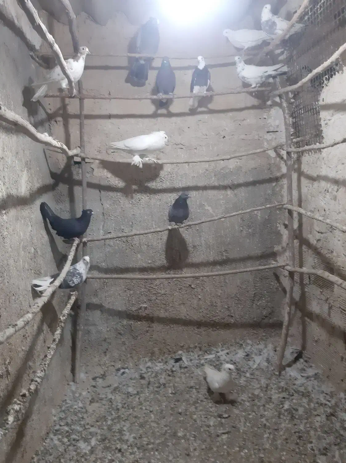 ۱۲تا کبوتر|پرنده|قرچک, داوود آباد|دیوار