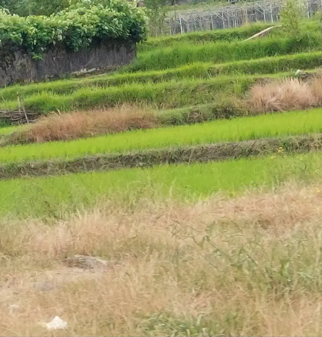 علف زنی انواع زمین باغ و ویلا|خدمات باغبانی و درختکاری|رشت, رودباری|دیوار