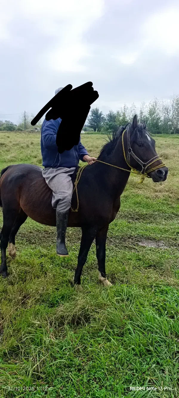 اسب عرب 3سال|اسب و تجهیزات اسبسواری|رشت, بازار|دیوار