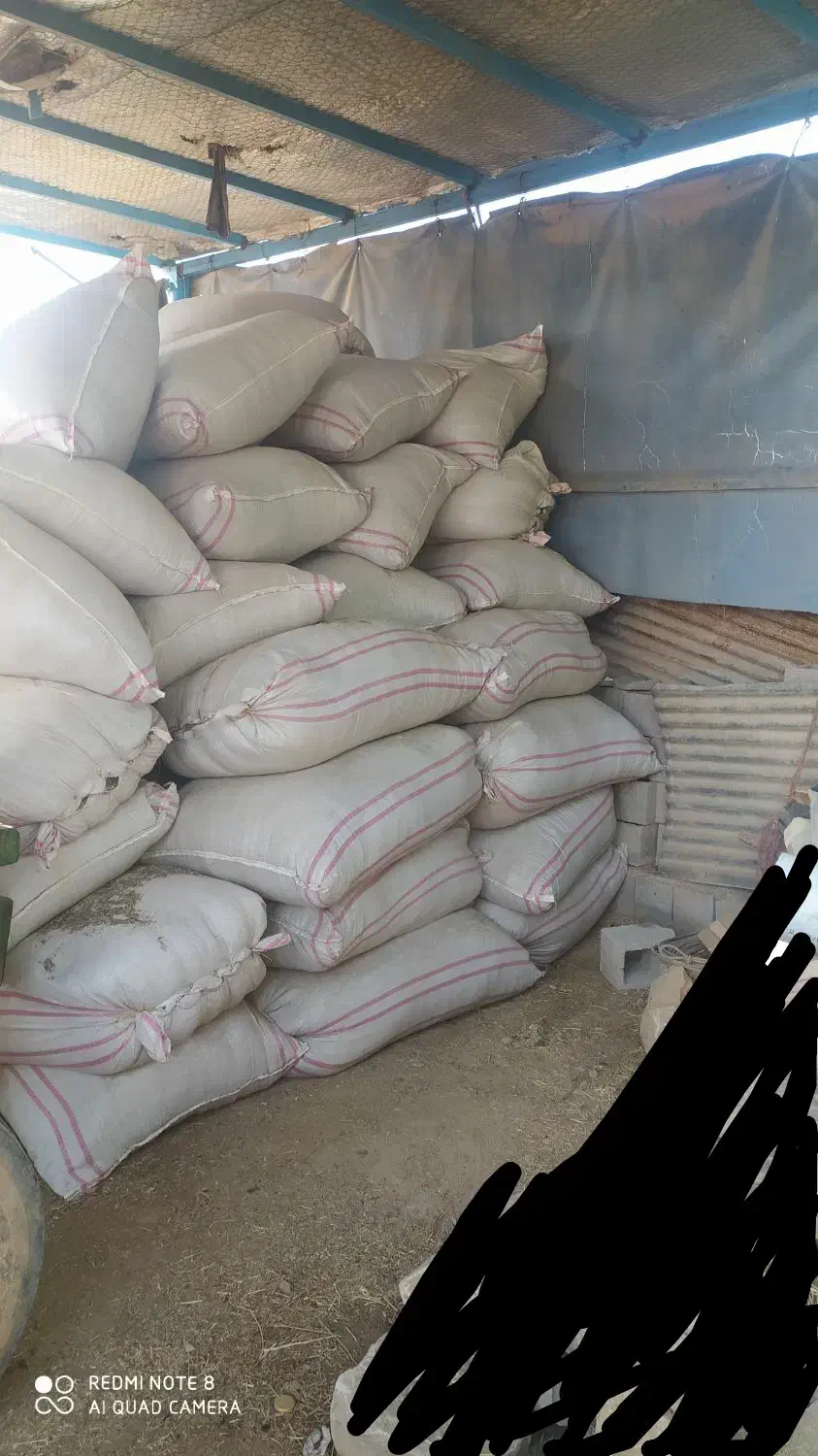 کاه ماش کیفیت بالا|حیوانات مزرعه|گتوند, |دیوار