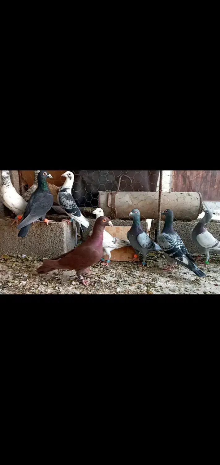 کبوتر پلاکی شب بازی|پرنده|شیراز, محمدیه|دیوار