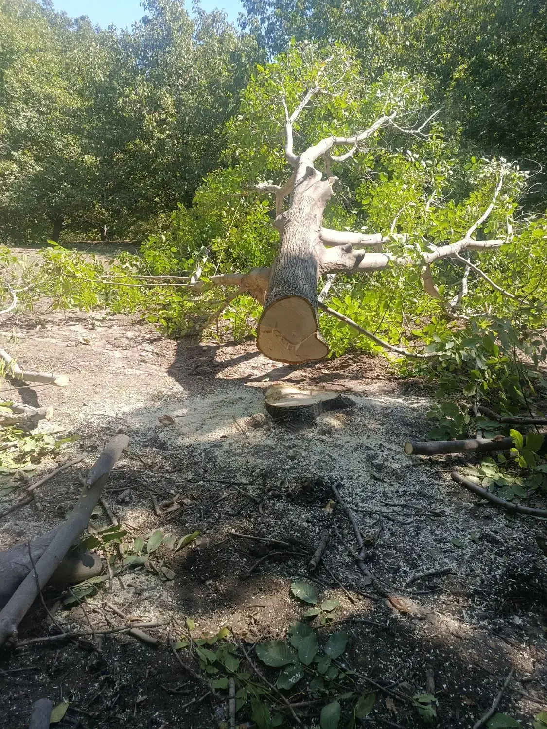 خریدفروش انوع چوب گردو،چنار،میوه،تیرچوب|خدمات باغبانی و درختکاری|کنگاور, |دیوار