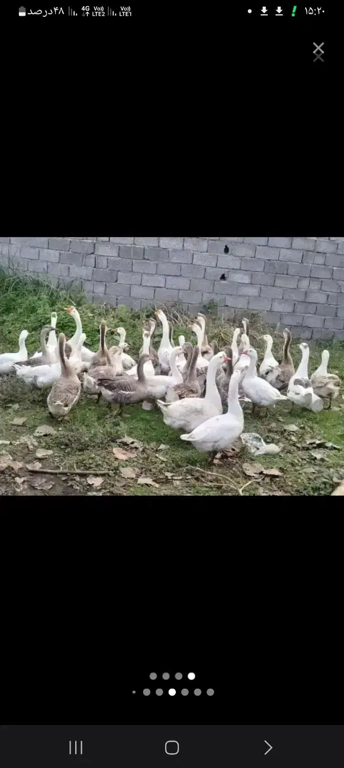 قوغاز|حیوانات مزرعه|زرگرشهر, |دیوار