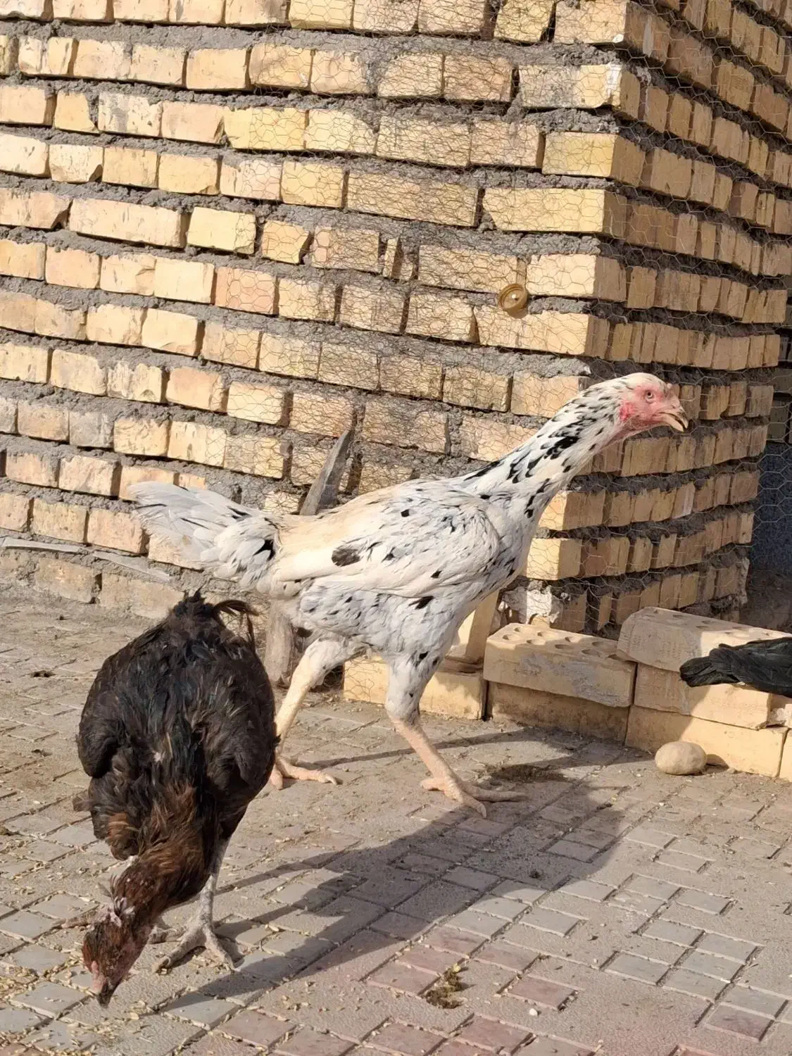 مرغ لاری|حیوانات مزرعه|فریمان, |دیوار