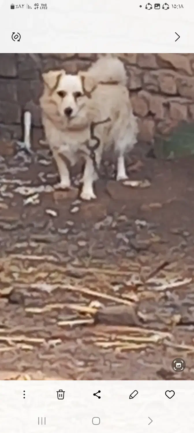 سگ پاکوتاه|سگ|قزوین, |دیوار