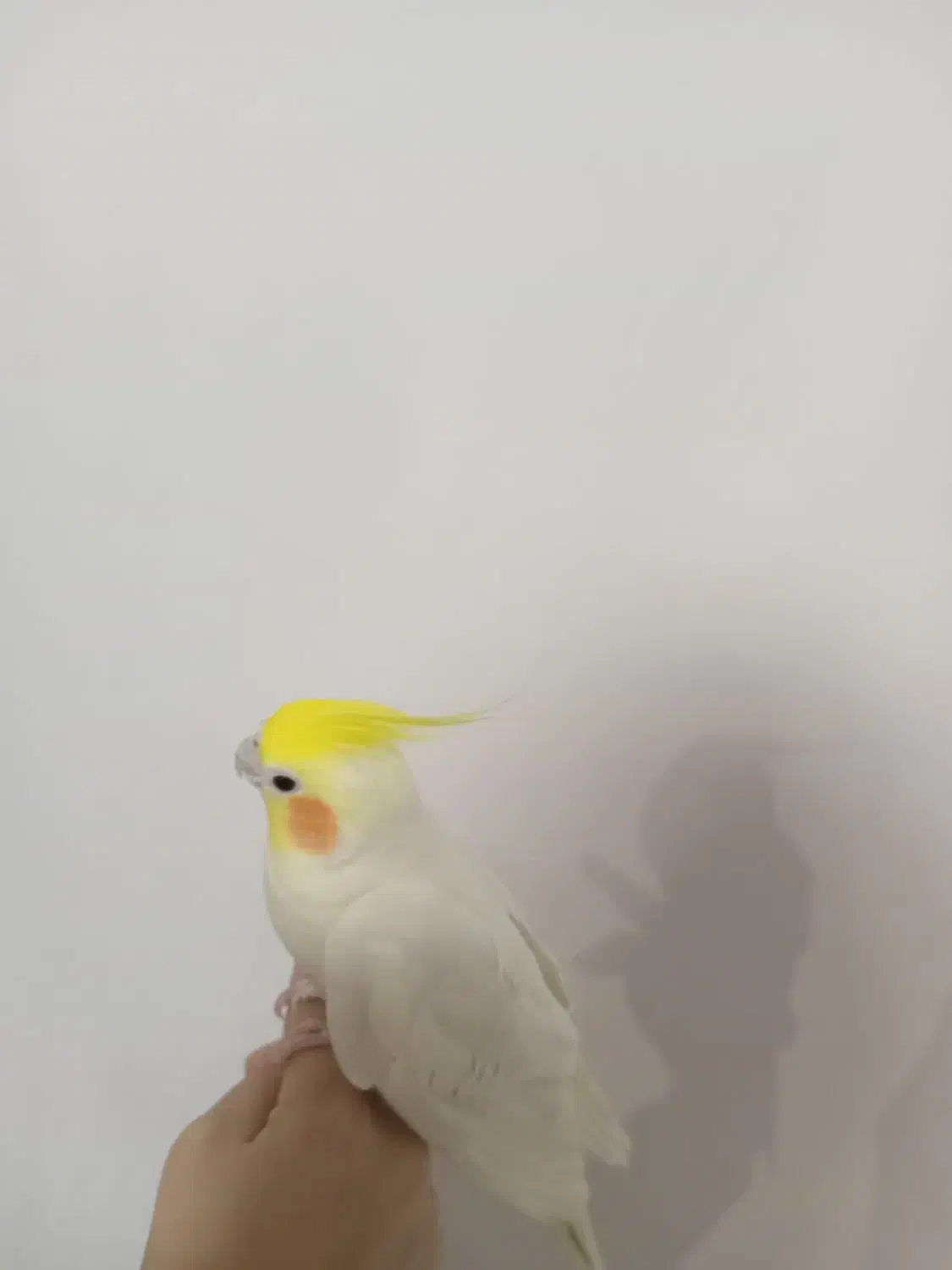 عروس هلندی|پرنده|آذرشهر, |دیوار