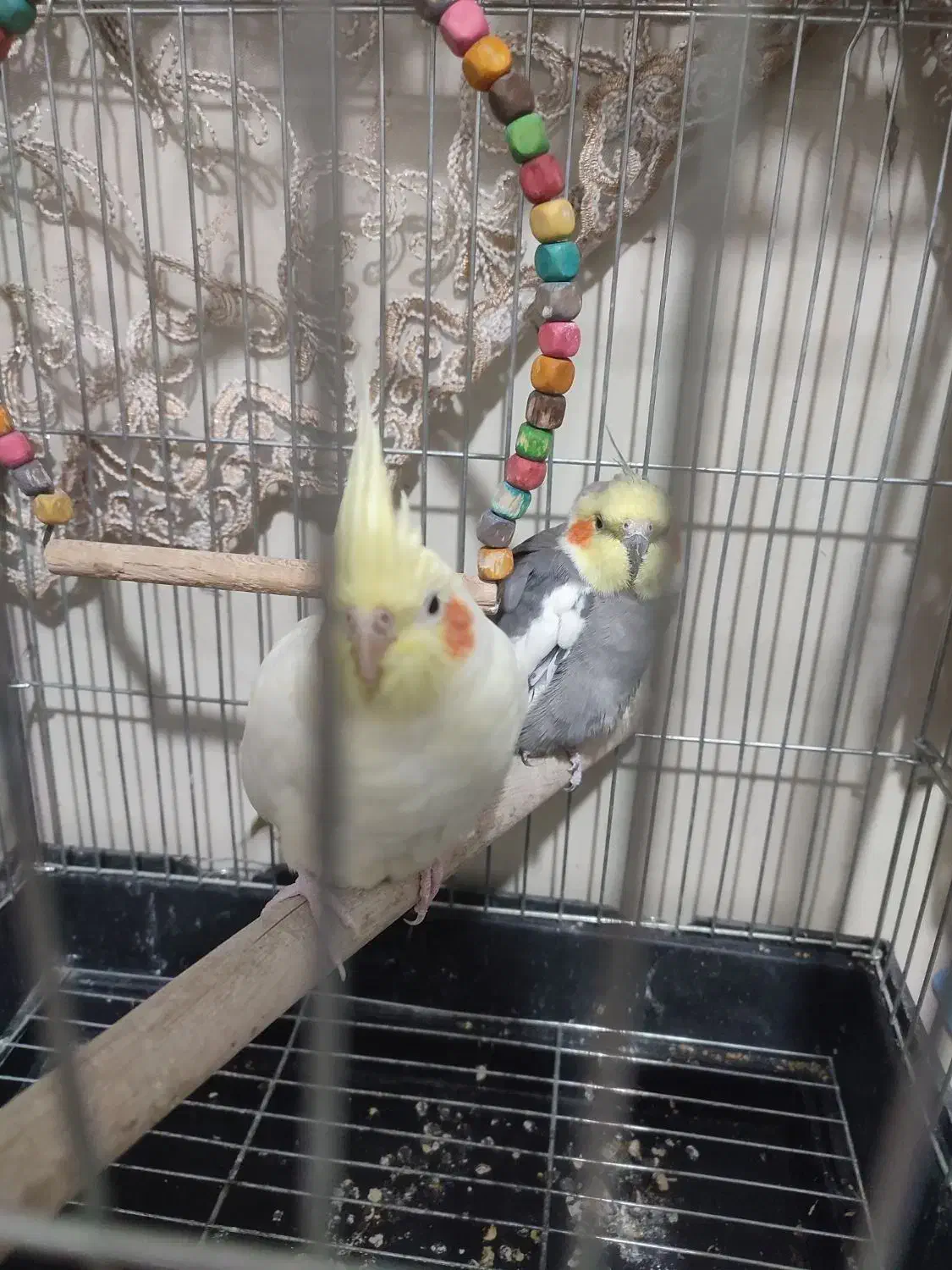 یک جفت عروس هلندی|پرنده|قدس, شهر‌قدس|دیوار