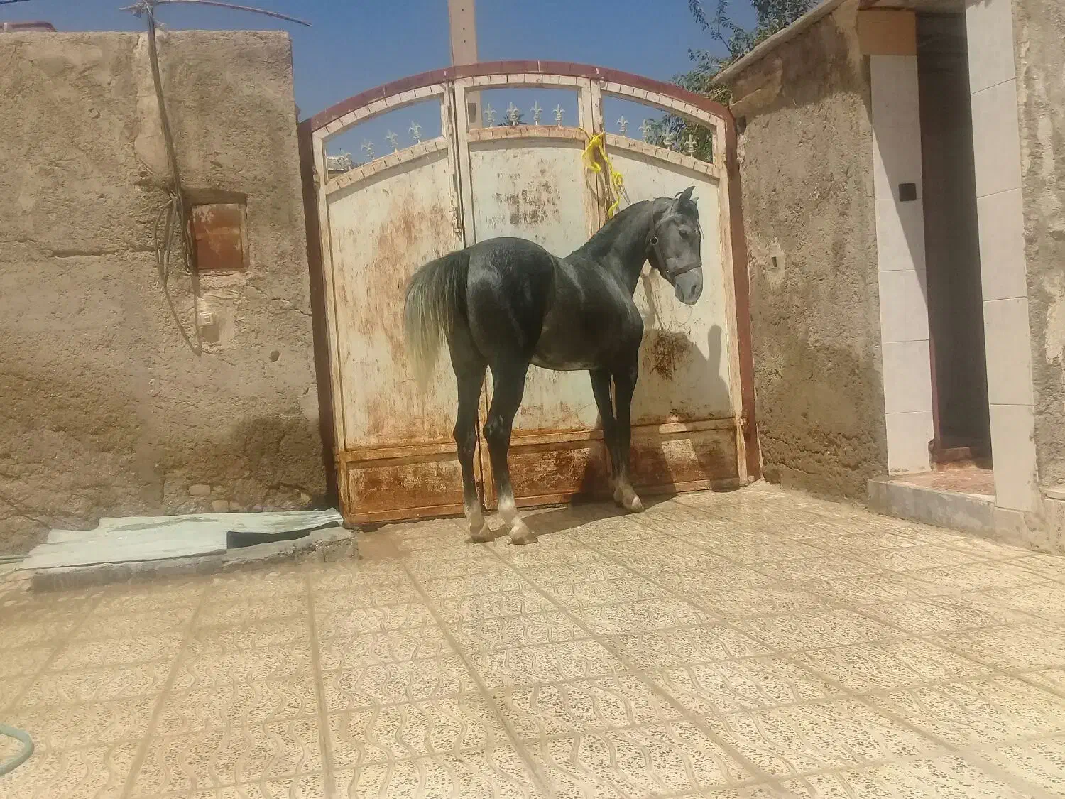 اسب مادیون کرد درجه یک کره بیداد|اسب و تجهیزات اسب‌سواری|شیراز, اکبر آباد|دیوار