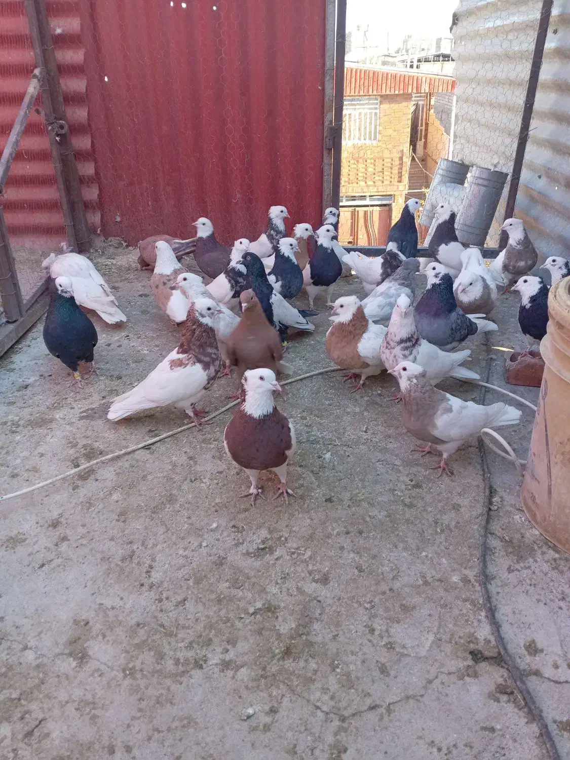 کفتر ملقی|پرنده|کرمان, |دیوار