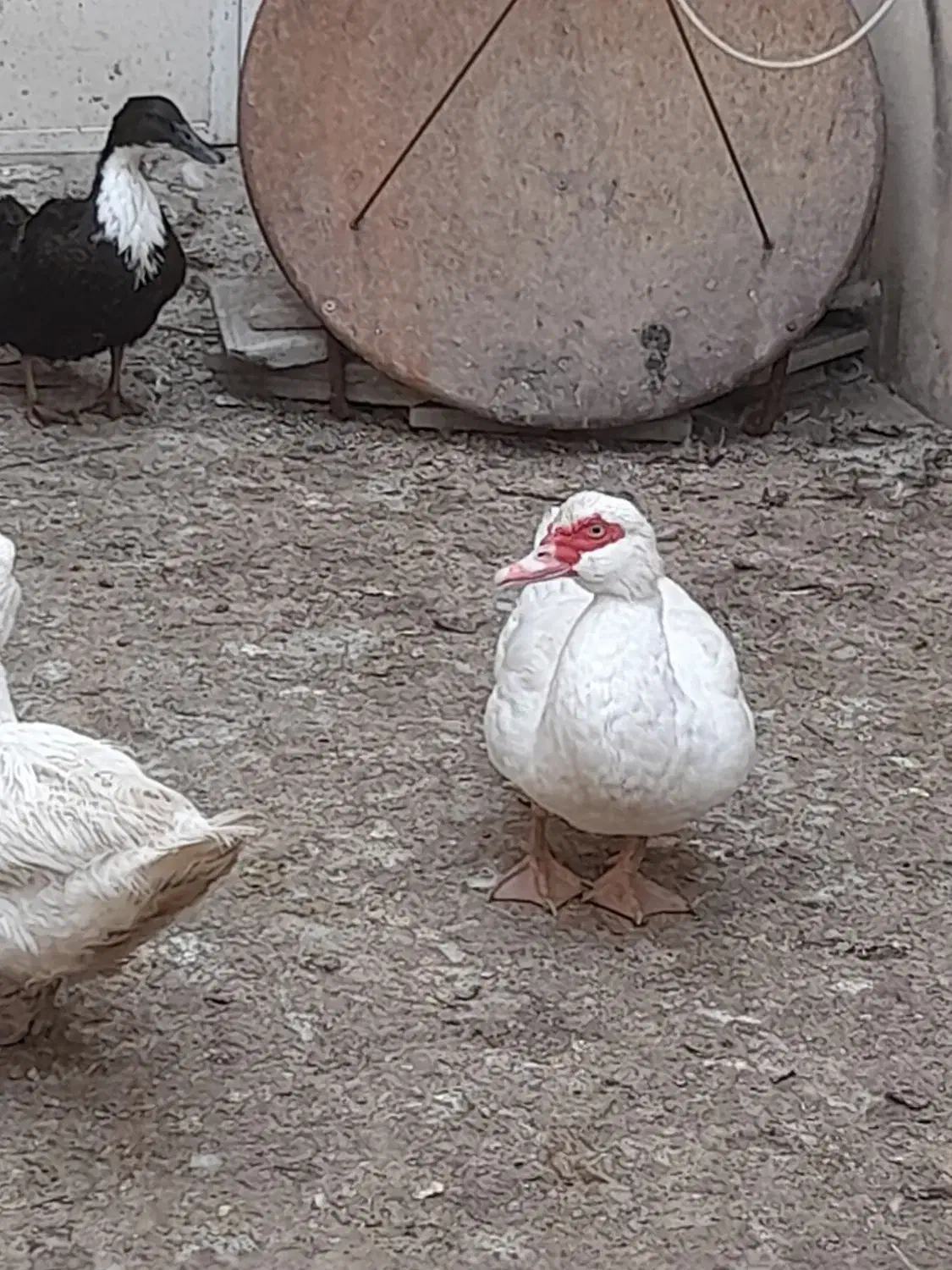 مرغابی های سالم و سرحال|حیوانات مزرعه|قلندر آباد, |دیوار