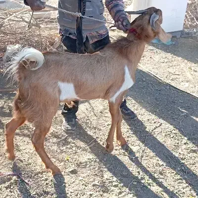 قیمت توافقی|حیوانات مزرعه|بلوک, |دیوار