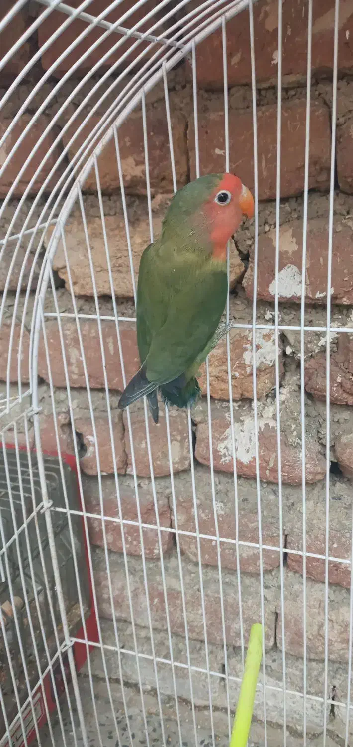 کوتوله برزیلی|پرنده|ارومیه, |دیوار