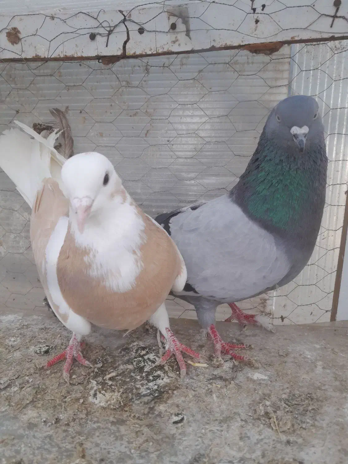 کبوتر|حیوانات|کرمانشاه, |دیوار