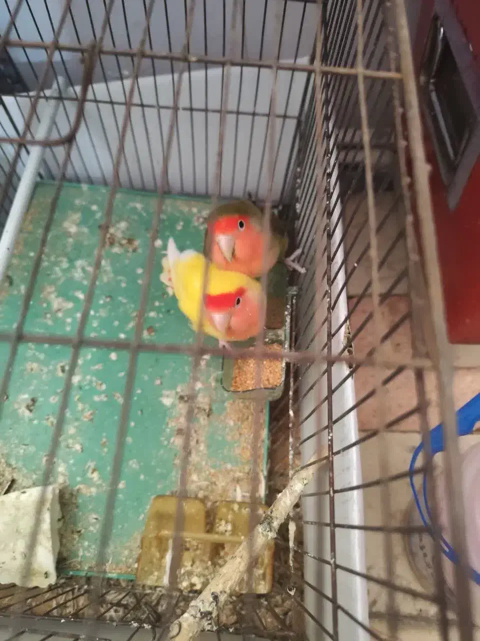 کوتوله برزیلی جفت|پرنده|قم, زنبیل آباد|دیوار