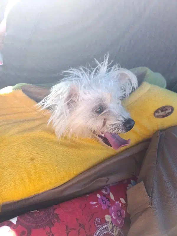 سگ پاکوتاه|سگ|پارسآباد, |دیوار