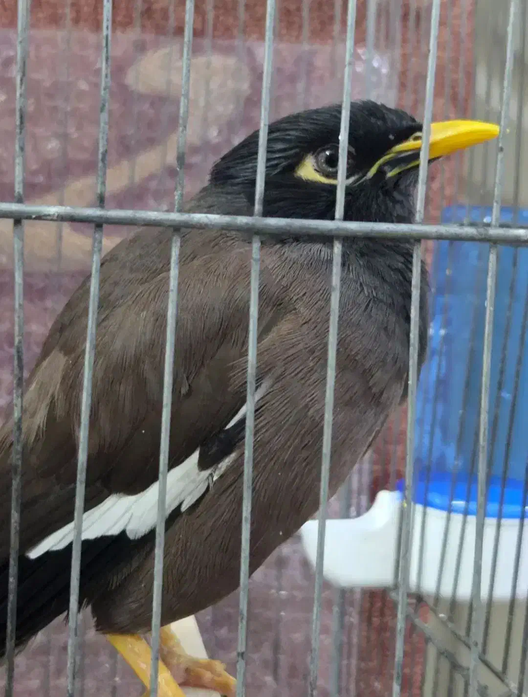 مرغ مینا سخنگو|پرنده|پلدختر, |دیوار