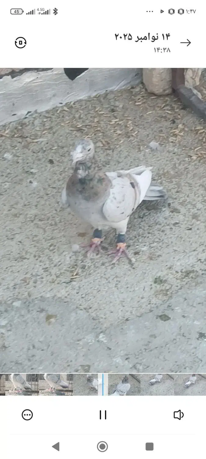 کفتر هوایی زرنگ|پرنده|شیراز, فاضل|دیوار