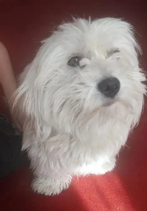 فروش سگ|سگ|تبریز, |دیوار